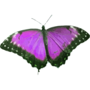 download Morpho Peleides clipart image with 90 hue color