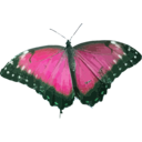 download Morpho Peleides clipart image with 135 hue color