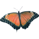 download Morpho Peleides clipart image with 180 hue color