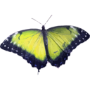 download Morpho Peleides clipart image with 225 hue color