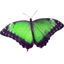 download Morpho Peleides clipart image with 270 hue color