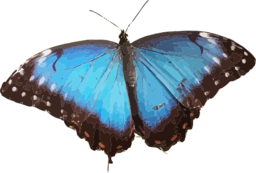 Morpho Peleides