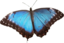 Morpho Peleides