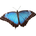 download Morpho Peleides clipart image with 0 hue color