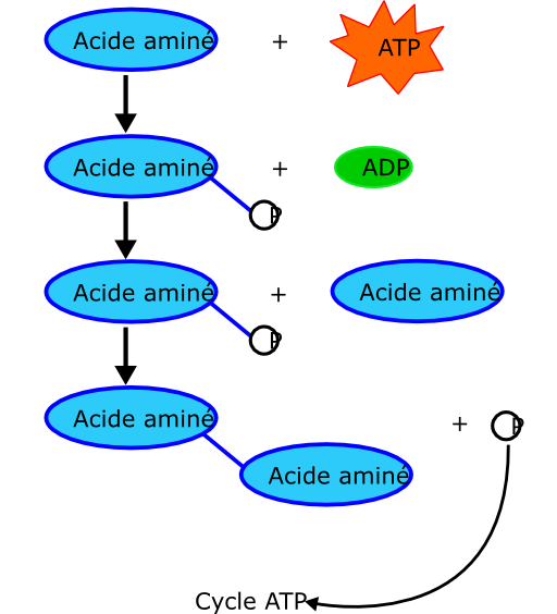 Proteine