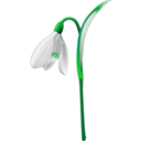 download Snowdrop Galanthus Nivalis clipart image with 45 hue color