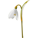 download Snowdrop Galanthus Nivalis clipart image with 315 hue color