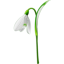 Snowdrop Galanthus Nivalis