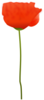 Poppy Flower