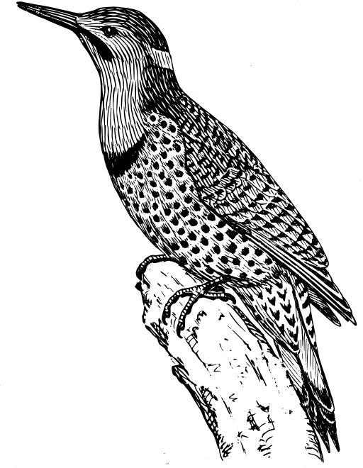 Flicker