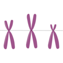 download Acrocentric Chromosomes clipart image with 45 hue color
