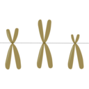 download Acrocentric Chromosomes clipart image with 135 hue color