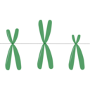 download Acrocentric Chromosomes clipart image with 225 hue color