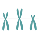 download Acrocentric Chromosomes clipart image with 270 hue color