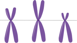 Acrocentric Chromosomes