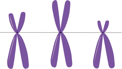 Acrocentric Chromosomes