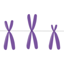 download Acrocentric Chromosomes clipart image with 0 hue color