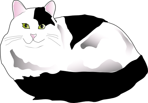 Black And White Fluffy Cat