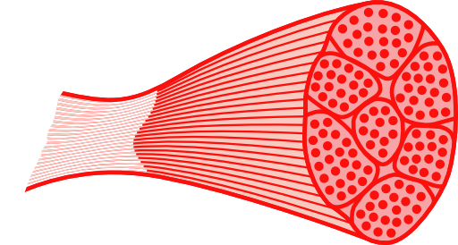 Skeletal Muscle