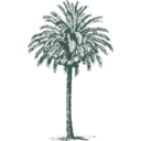 download Date Palm clipart image with 45 hue color