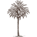 download Date Palm clipart image with 270 hue color
