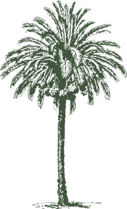 Date Palm