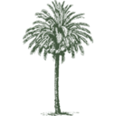 Date Palm