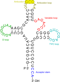 Transfer Rna 2