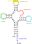 Transfer Rna 2