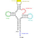 Transfer Rna 2