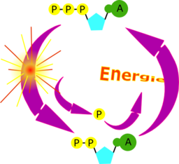 Cycle Atp