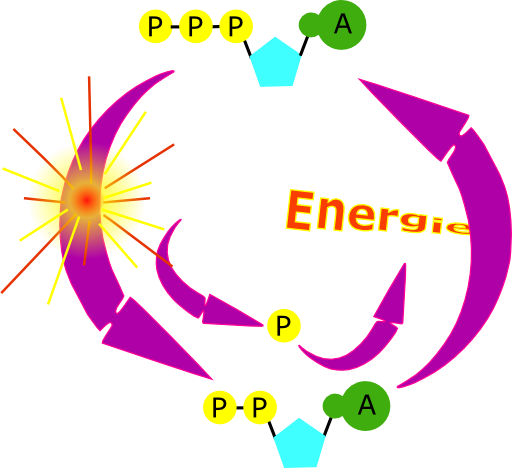 Cycle Atp