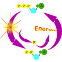 Cycle Atp