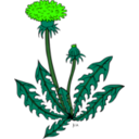 download Ku Taraxacum Officinale clipart image with 45 hue color