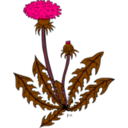 download Ku Taraxacum Officinale clipart image with 270 hue color