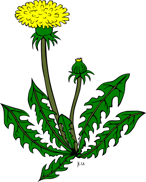 Ku Taraxacum Officinale