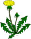 Ku Taraxacum Officinale