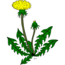 Ku Taraxacum Officinale