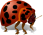 Bug