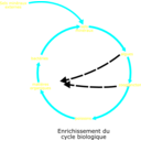 download Eutrophisation Cycle clipart image with 180 hue color