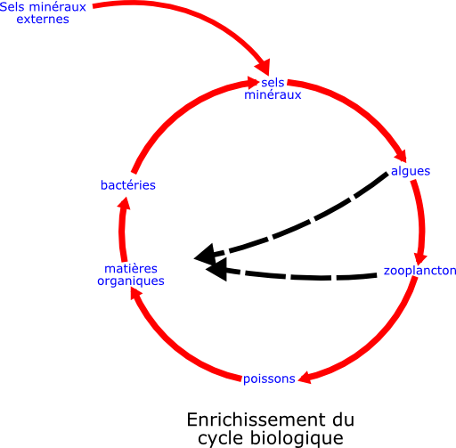 Eutrophisation Cycle