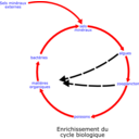 Eutrophisation Cycle