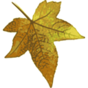 download Red Maple Leaf clipart image with 45 hue color