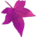 download Red Maple Leaf clipart image with 315 hue color