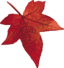 Red Maple Leaf