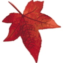 Red Maple Leaf