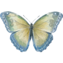 download Morpho Helenor clipart image with 180 hue color