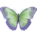download Morpho Helenor clipart image with 225 hue color