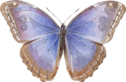 Morpho Helenor