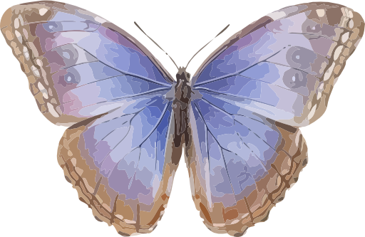 Morpho Helenor